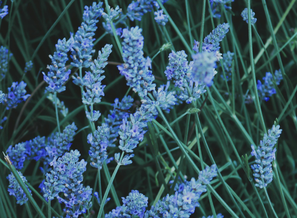 Blue Flowers for Perfume to show synthetic or natural ingredients