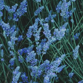 natural blue flowers in a field