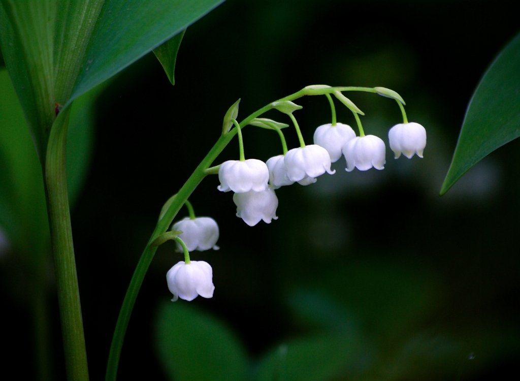 Lilly of the valley flower fragrance note