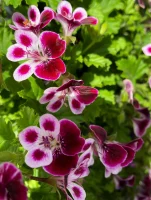 geraniums containing citronellol